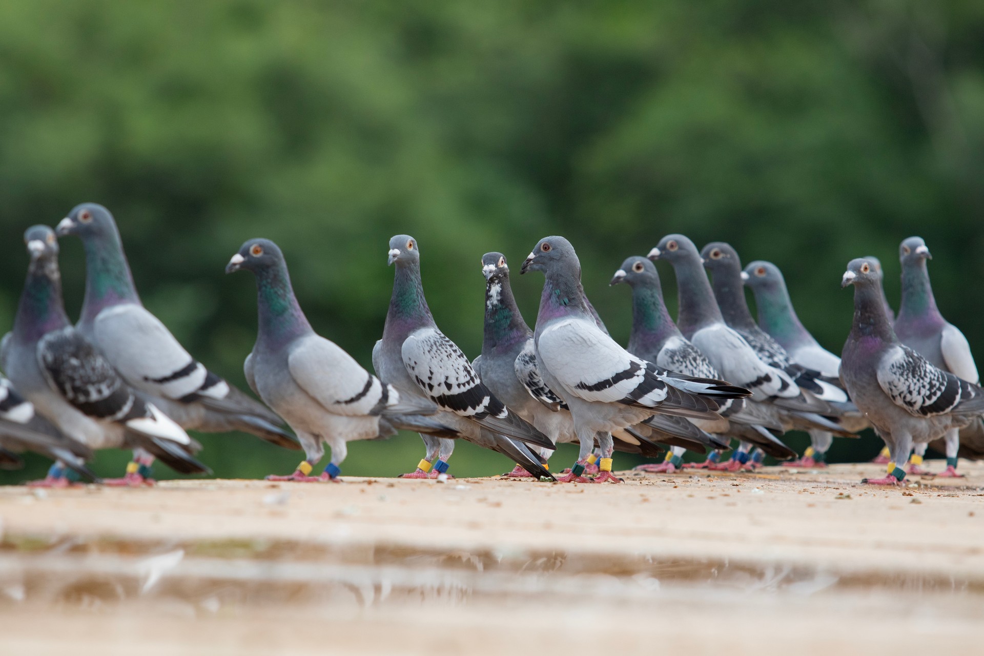 Een groep duiven: dit gaat altijd gepaard met duiven kak dat opgekuist moet worden door een proffesioneel team.